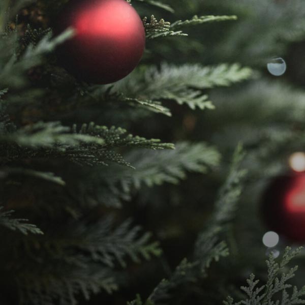 Gros plan sur un sapin de Noël avec des aiguilles vertes et des boules rouges.